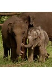 Sri Lanka: Elephant Island series tv
