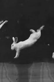 Rabbits 1893 streaming