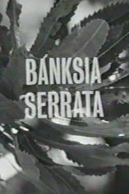Banksia Serrata series tv