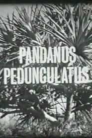 Pandanus Pedunculatus (1963)