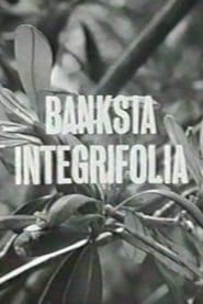 Banksia Integrifolia (1963)