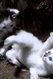 It's a Cat's Life (1950)