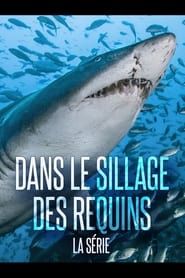 Image Dans Le Sillage Des Requins - La Vie Secrète