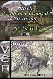 Black Arabian Purebred Stallions At Stud (1994)