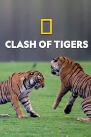 Image Clash of Tigers