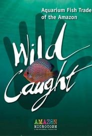 Image Wild Caught: Aquarium Fish Trade of the Amazon 2020