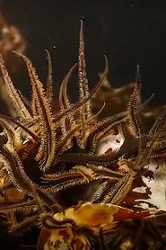 Image Alien Reefs 2012