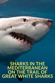 Image Sharks in the Mediterranean: On the Trail of Great White Sharks