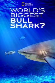 World's Biggest Bull Shark? series tv