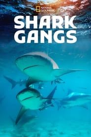 Shark Gangs series tv