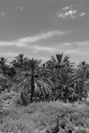 A Garden of Palm Trees series tv