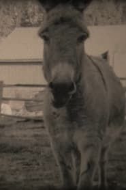 Donkeys series tv