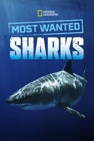 Most Wanted Sharks series tv