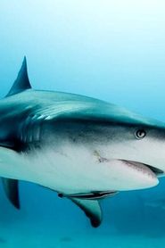 Image Shark vs. Predator Showdown 2019