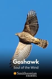 Goshawk - Soul of the Wind-hd