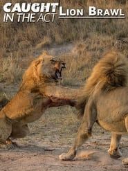 Image Caught in the Act: Lion Brawl