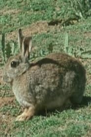 Image The Rabbit in Australia