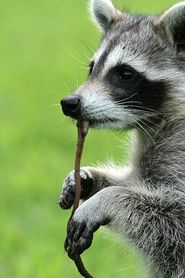 Image Raccoon: Backyard Bandit
