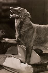 Image The Hound of Silver Creek 1928