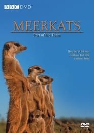 Image Meerkats: Part of the Team