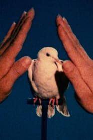 A White Dove (1975)