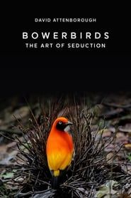 Bowerbirds: The Art of Seduction series tv