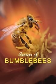 Hummeln - Bienen im Pelz series tv