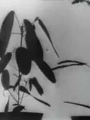 Cinematographic Studies Carried out on Impatiens, Vicia, Tulipa, Mimosa and Desmodium by W. Pfeffer (1898-1900) (1900)