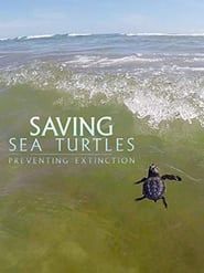 watch Saving Sea Turtles: Preventing Extinction