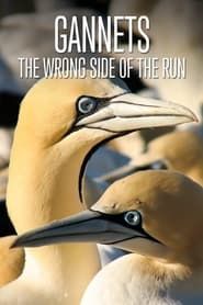 Gannets: The Wrong Side of the Run series tv