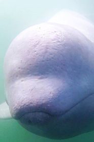 Image Call of the Baby Beluga