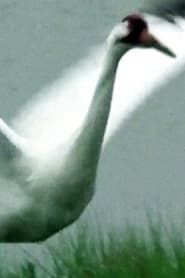 A Great White Bird (1976)