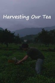 Image Harvesting Our Tea
