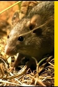 National Geographic Rat Genious series tv
