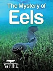 The Mystery of Eels series tv