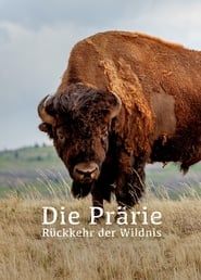 Image The Prairie; Return of the Wild