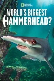 World's Biggest Hammerhead? series tv
