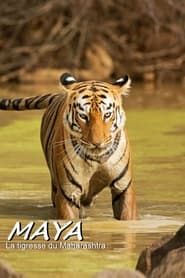 Image Maya, la tigresse du Maharashtra 2020