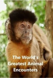 World's Greatest Animal Encounters-hd