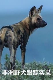 Image Wild Dogs Tracing Tales