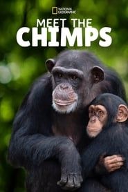 Image Rencontre avec les Chimpanzés