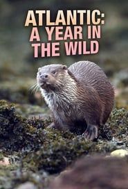 Atlantic: A Year in the Wild series tv