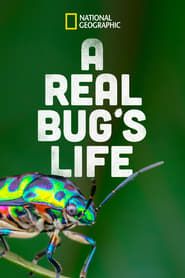 A Real Bug's Life series tv