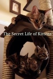 The Secret Life of Kittens series tv