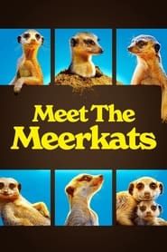 Image Meet The Meerkats
