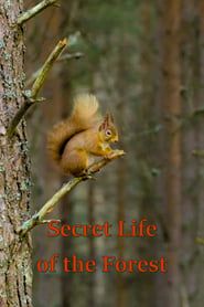 Secret Life of the Forest</b> saison 01 