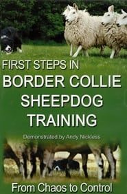 First Step in Border Collie sheepdog Training series tv