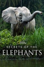 Image Les secrets des éléphants