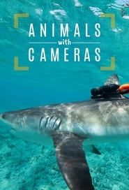 Image Animals with Cameras, A Nature Miniseries