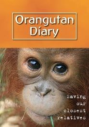 Image Orangutan Diary